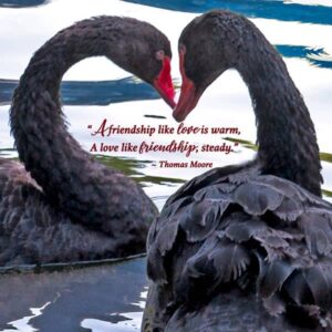 Anniversary Swan Card