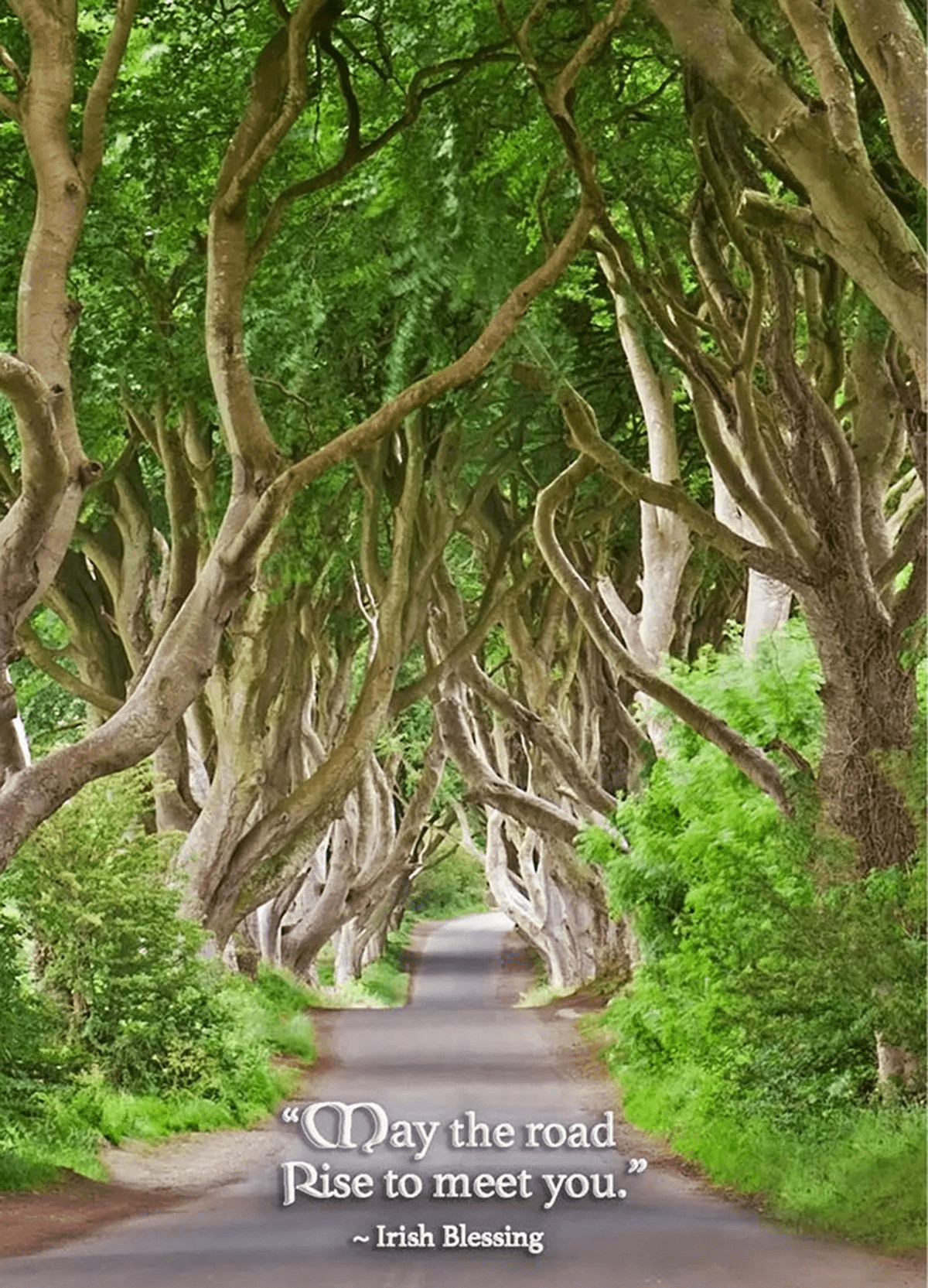 Card Birthday Dark Hedges IW-235